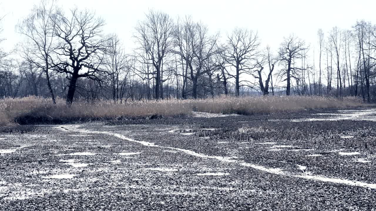 Dropped empty pond without water. Freshwater shells and shellfish. Reed around lake, sunny spring atmosphere