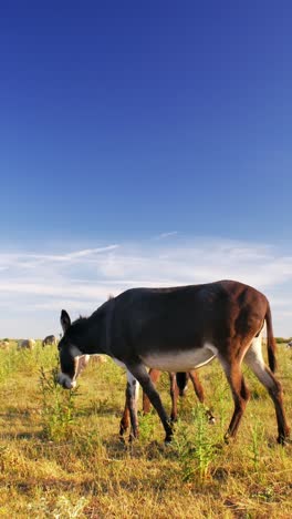 serene summer day where donkeys peacefully graze on a lush green pasture