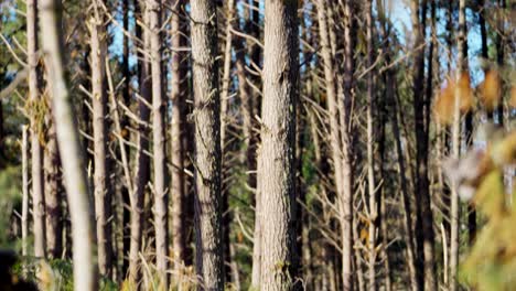 Inclinar-Hacia-Arriba-Revela-Un-árbol-Estéril-En-El-Bosque-Dividido-En-Diagonal-Por-Un-Fuerte-Ciclón