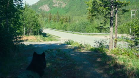 mascota de malamute de alaska cerca de la carretera a través del bosque en indre fosen, noruega - toma amplia