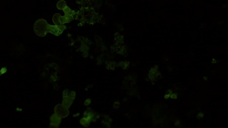 The-bioluminescent-fungus,-Panellus-Stipticus-glows-at-night