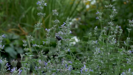 slow motion: a large bumblebee buzzes around a garden from one flower to the next