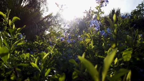 llamarada solar mágica brillando detrás de flores azules en un arbusto verde, tobogán de ángulo bajo