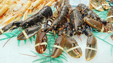 large lobsters in the fish market lie on ice cubes