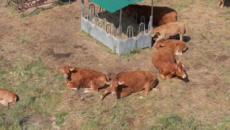 i fly with a drone over a group of reddish cows resting, lying around a feeder, we see calves also with a more yellowish color, an atmosphere of tranquility and serenity can be seen