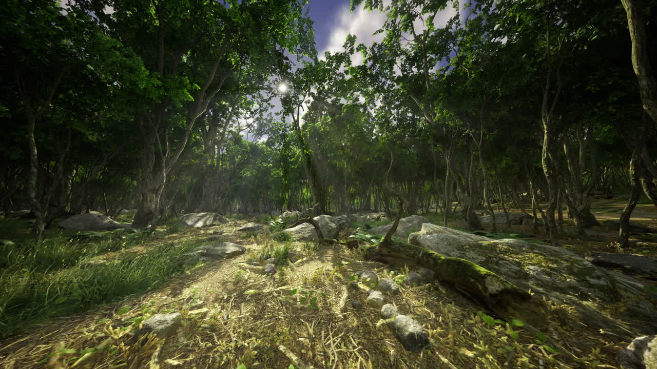 bosque exuberante con la luz del sol filtrándose a través de los árboles durante el mediodía
