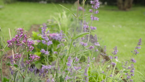 Blumenbeet-Im-Frühling-Im-Garten