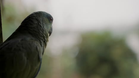 retrato de un loro amazónico de plumas verdes contra un fondo borroso
