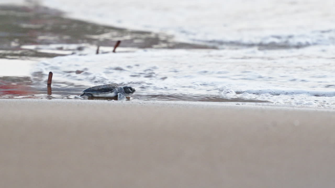 새끼 바다거북이 모래 연안에서 바다로 기어 가기 위해 고군분투합니다.