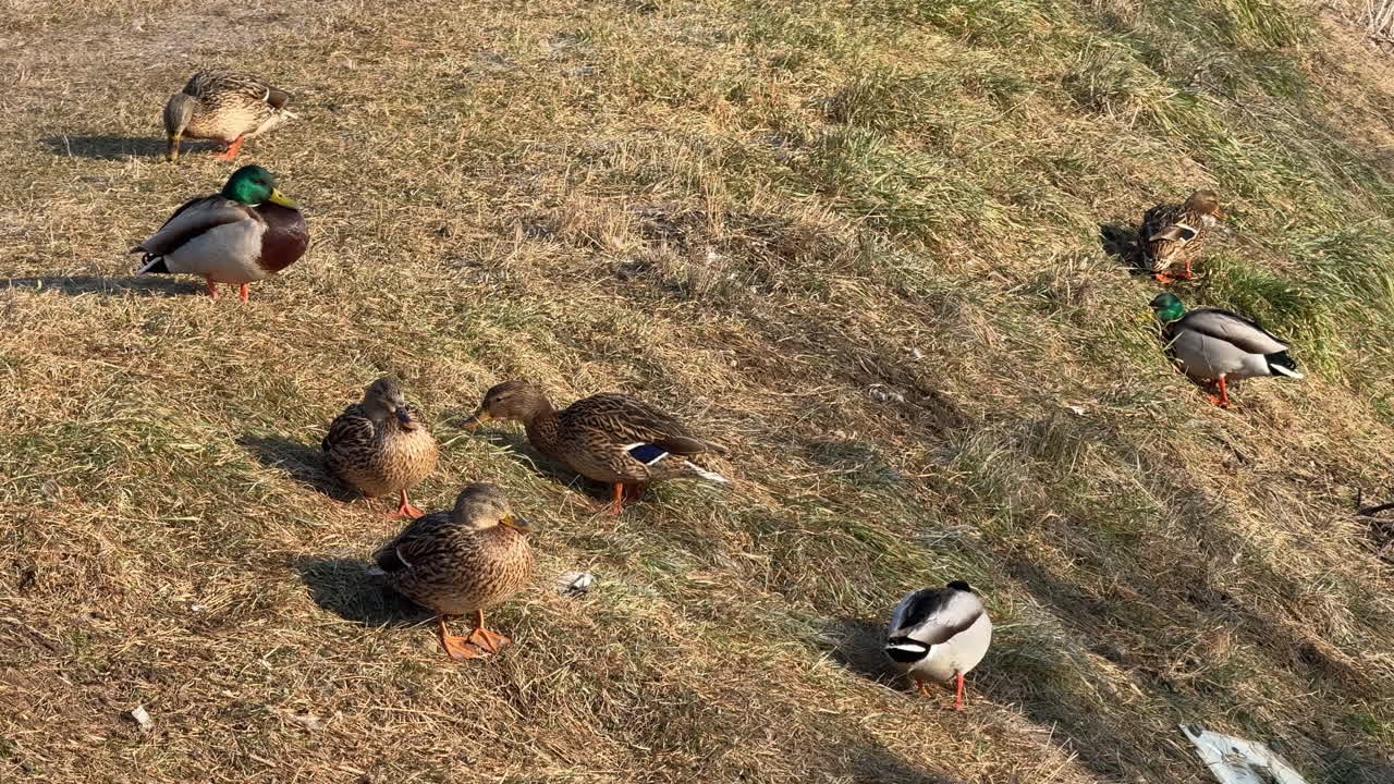 Group of mallard ducks resting and foraging on grassy hillside