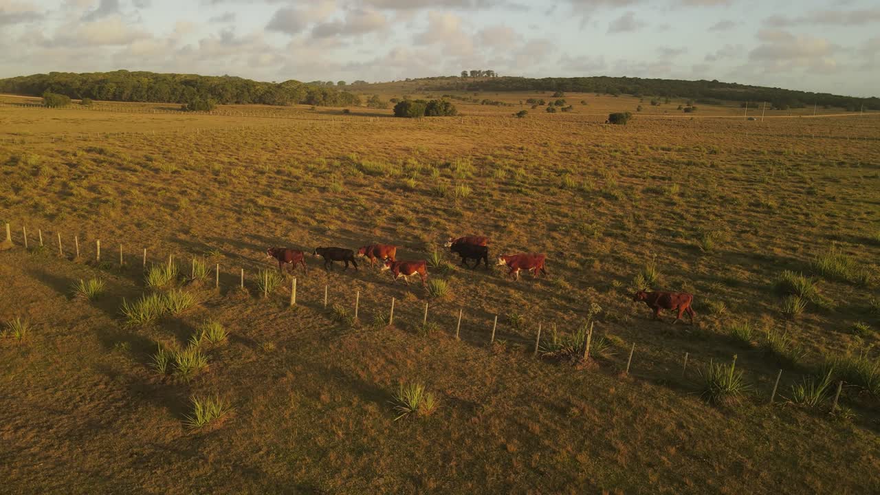 Plano aéreo orbital mostrando rebanho de vacas pastando em pastagem verde ao pôr do sol no Uruguai.
