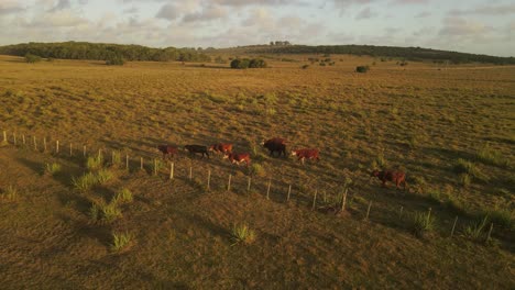 aerial orbiting shot showing group of grazing cows in green pasture during sunset in uruguay