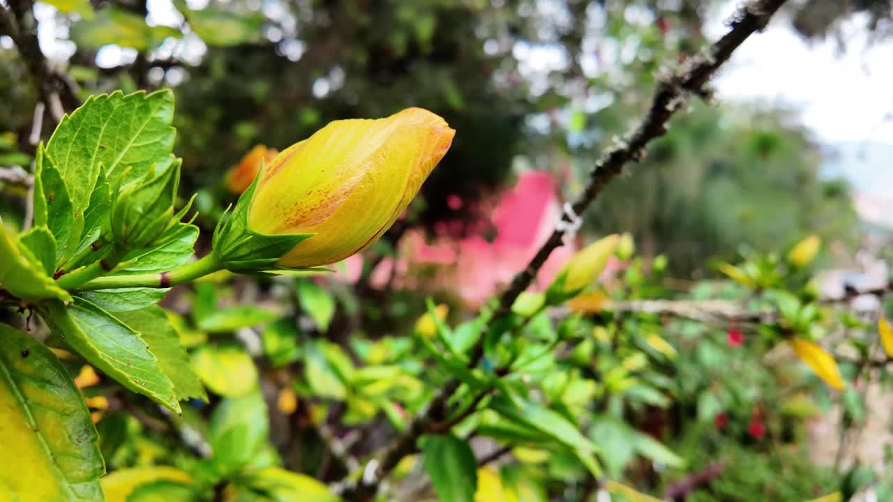 Primo piano di un bocciolo di ibisco giallo e arancione vivace che ondeggia dolcemente con uno sfondo bokeh sfocato di un giardino primaverile