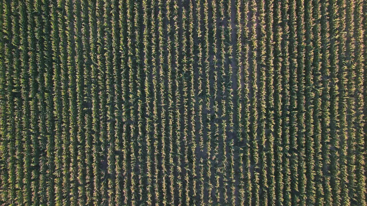 Tilt-down drone view of lush green cornfield rows in Zemplén, Hungary, showcasing healthy crops under natural sunlight in an autumn landscape
