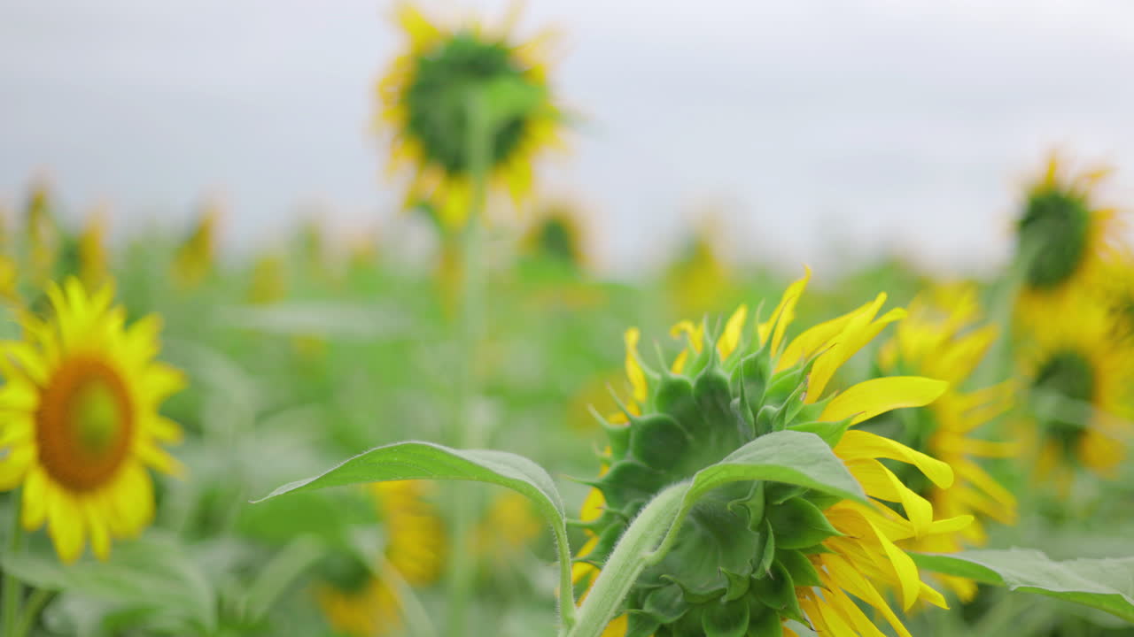 시골 인도 들판에 있는 개별 꽃에 초점을 맞추는 해바라기 밭의 더 넓은 팬 샷