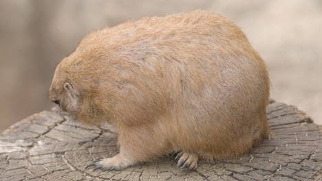 Black-tailed-Prairie-Dog-Scratching-Itch-While-Sitting-On-Tree-Stump