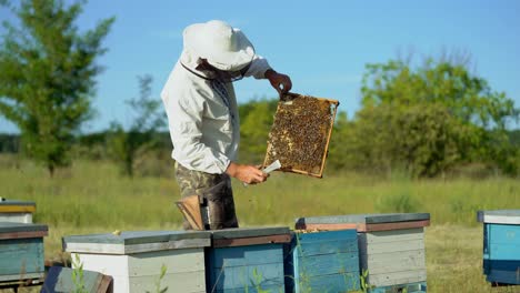 a man in a protective suit and hat holds a frame with honeycombs of bees in the garden