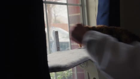 the cat is retrieving food scraps from the windowsill, illustrating the concept of domesticated animals and their resourcefulness