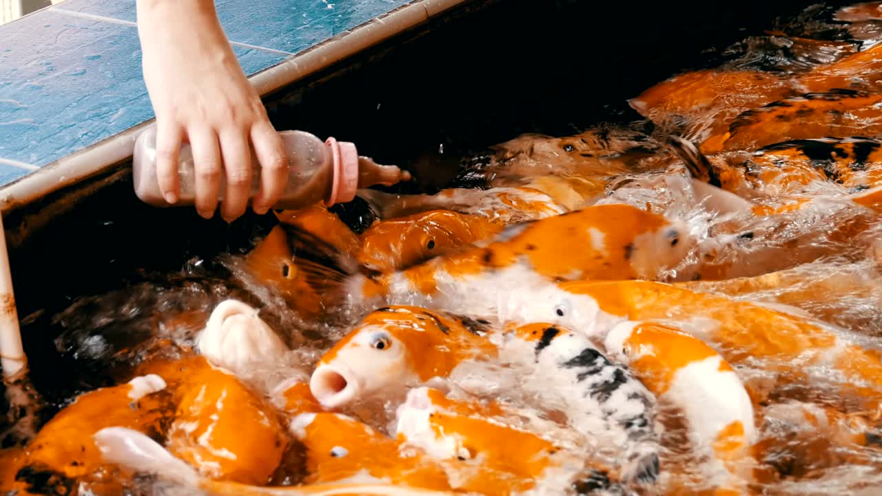 질이 있는 병에서 다채로운 일본 은 카프를 먹이는 태국