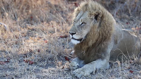 Blond-male-lion-sitting-in-the-grass-as-a-breeze-gently-blows-his-mane