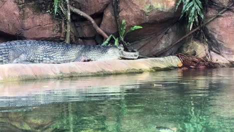 indian gharial reptil descansando en el tanque de tiro amplio