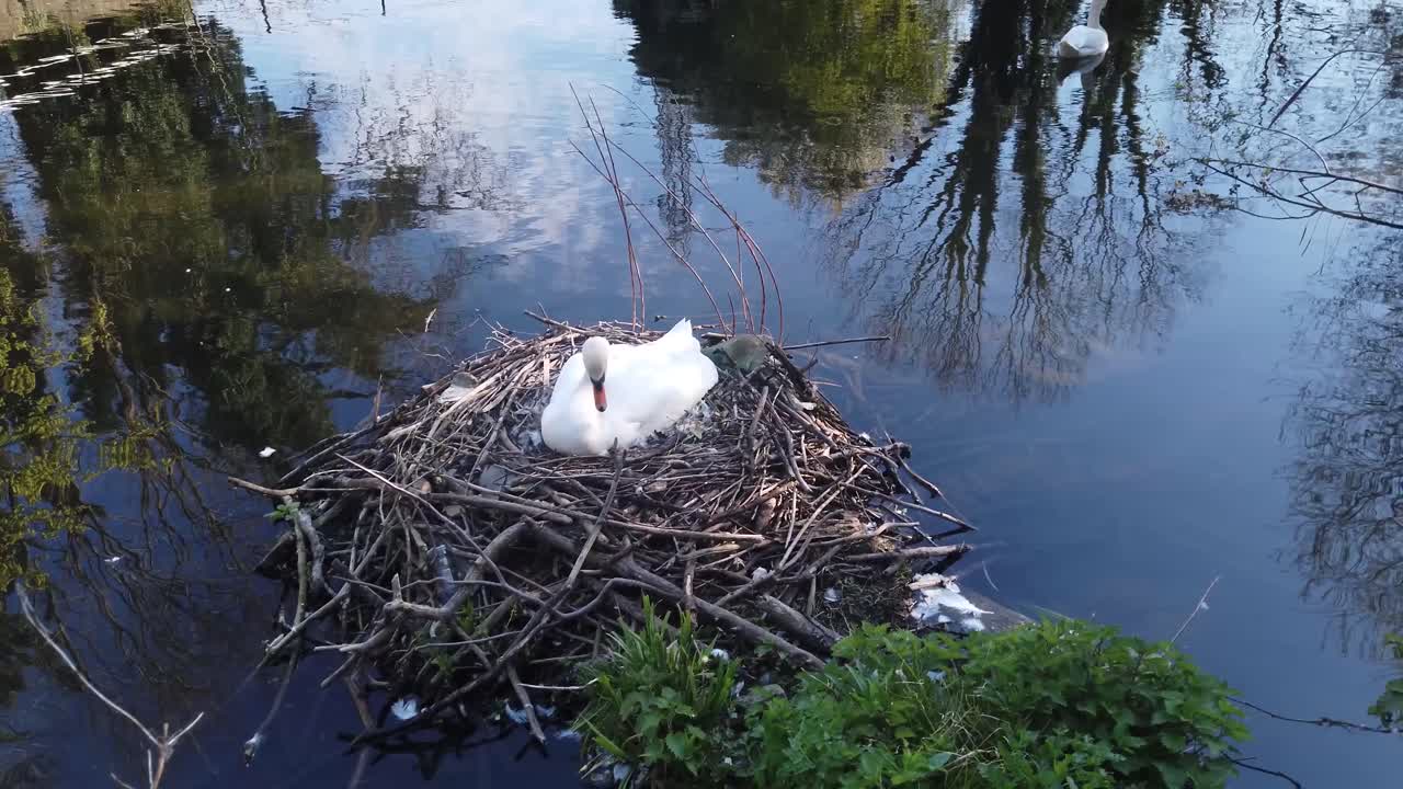 연못 둥지에서 새끼 백조 알을 보호하는 어미 백조