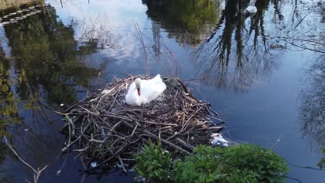 padre cisne materno que protege los huevos de cygnet en el nido del estanque