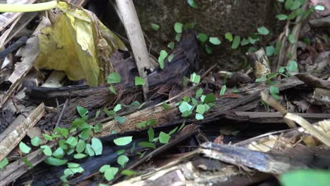 Hormigas-Cortadoras-De-Hojas-Mueven-Hojas-Por-El-Suelo-De-La-Jungla-De-Belice-1