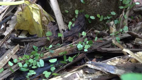 hormigas cortadoras de hojas mueven hojas por el suelo de la selva de belice 1