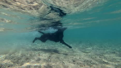 movimiento lento, perro negro nadar en la superficie del agua a la luz del sol. disparo submarino. mar rojo, dahab, egipto