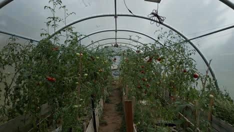 Dentro-De-Un-Gran-Invernadero-Lleno-De-Plantas-De-Tomate