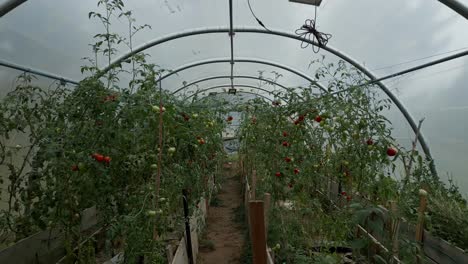 un gran invernadero lleno de plantas de tomate dentro