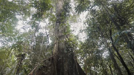 un gran árbol viejo cubierto de vides en una selva tropical en ecuador, américa del sur
