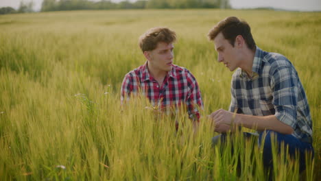 two farmers inspecting wheat crop