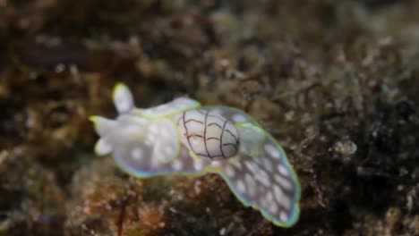 una babosa de mar de concha de burbuja que se arrastra a lo largo de un arrecife tropical