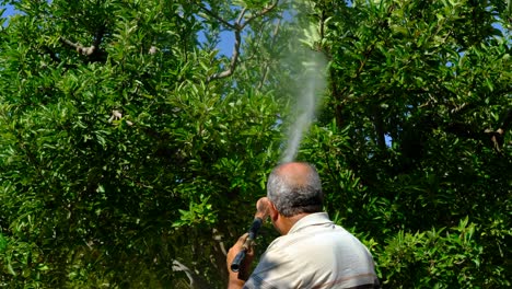 Man-sprays-apple-trees