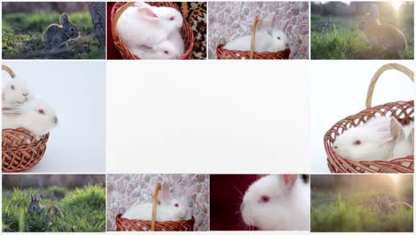 rabbits chroma key, white bunny sniffing and looks around, green grass with dandelions, spring time, close up view