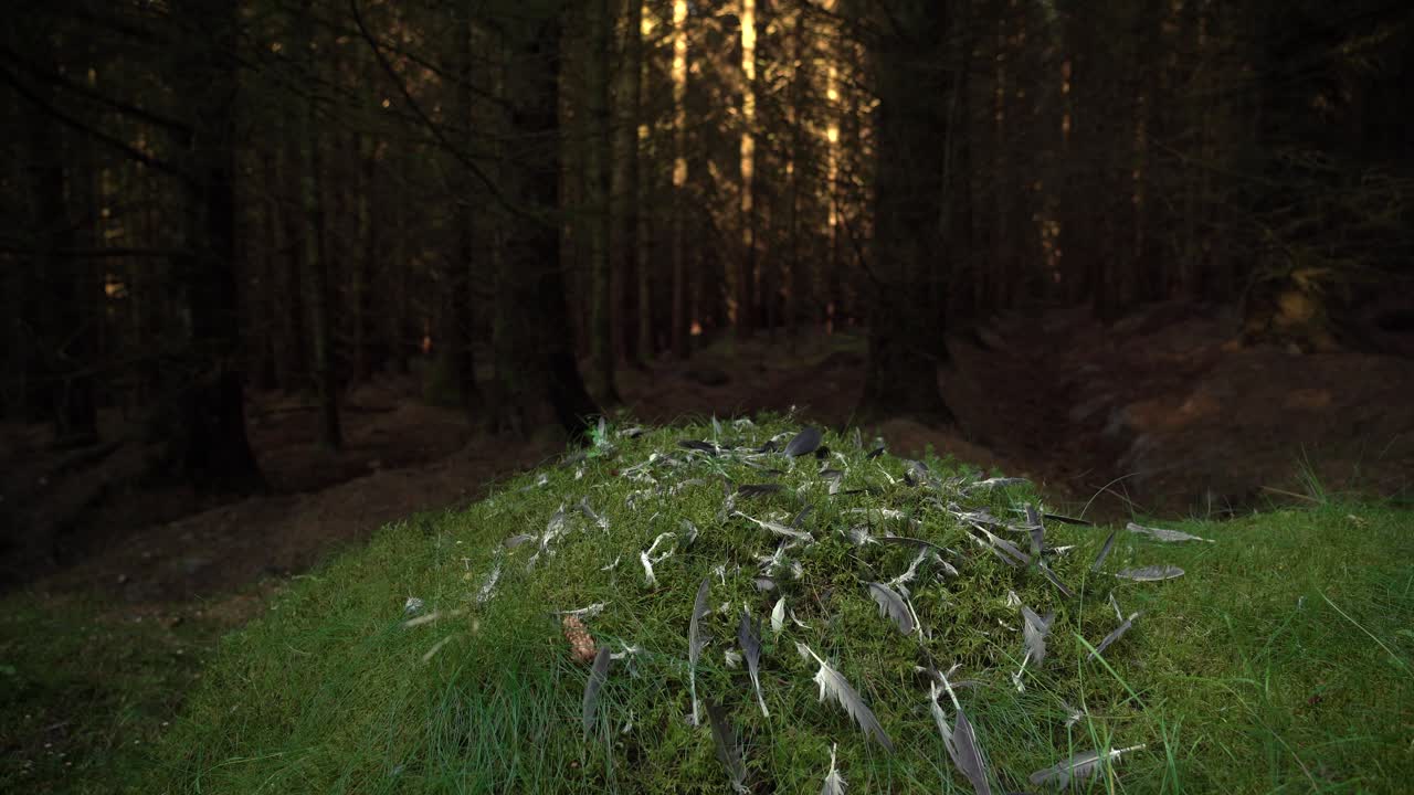 포식자에게 잡혀서 뽑힌 비둘기의 깃털