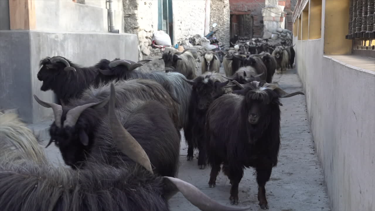 A herd of billy goats walking through a small alley in a small village.