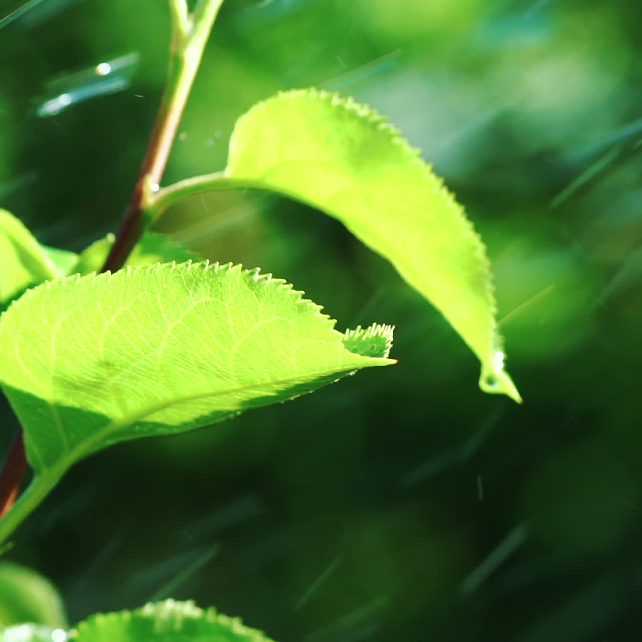 Rain is falling on green leaves. Nature. Environment concept. Slow motion
