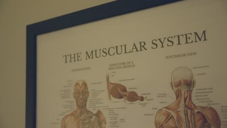 the diagram displaying the muscular system of the human body