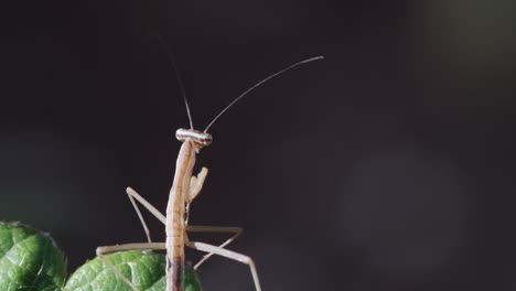 praying mantis hatching moving side to side and looking around