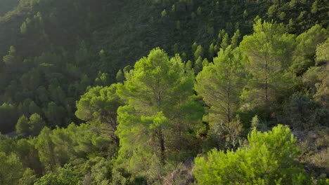 aerial view of a lush green forest on a mountainside