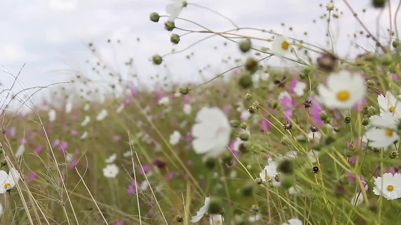 las flores del cosmos bailan en la brisa 2