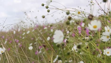 Las-Flores-Del-Cosmos-Bailan-En-La-Brisa-2