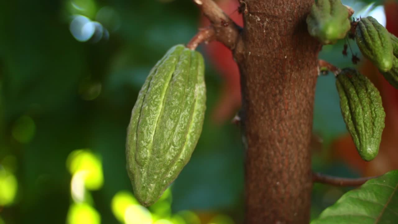 una fruta de cacao en el árbol