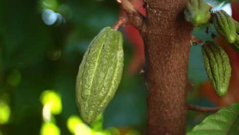 a cacao fruit on the tree