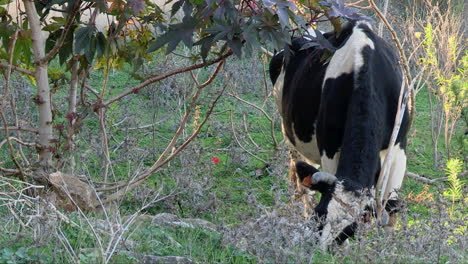 ganado doméstico comiendo hierba en los pastos
