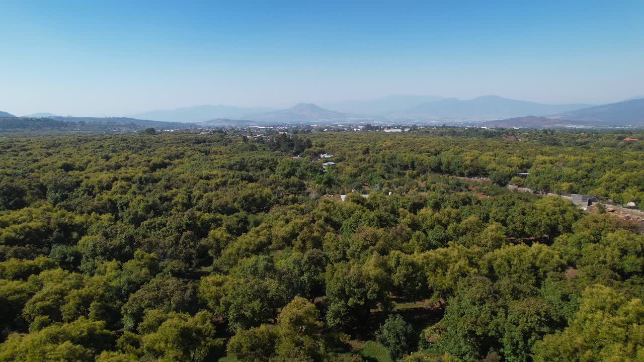 pan ascendente aéreo que se eleva sobre florecientes aguacates verdes y amarillos con vista a la montaña y un pequeño pueblo en mexico michoacán