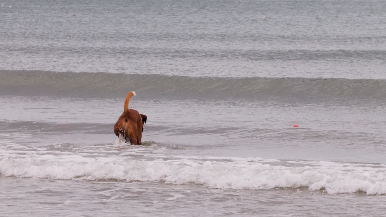 A brown Boxer dog runs energetically into shallow ocean waves, chasing a ball at a sandy beach. Overcast daylight, handheld wide shot